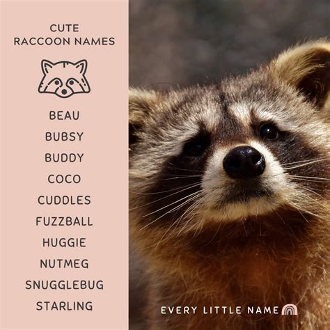 Funny Names For Raccoons at Terence Fanning blog
