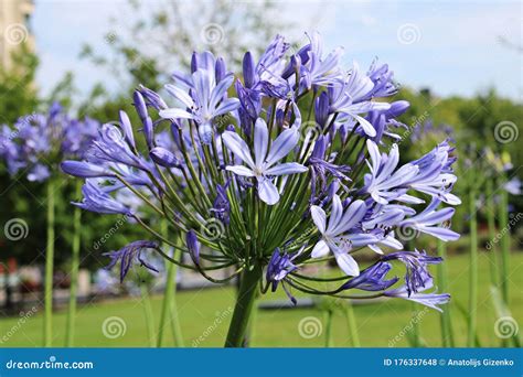 Agapanthus Herbaceous Plant with Bright Blue Lily Flowers on a Sunny ...