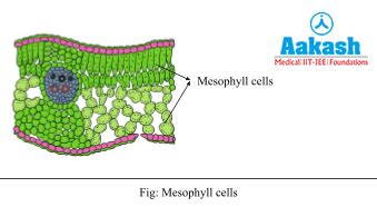 Photosynthesis Chloroplast: Location, Mesophyll cells & Resonance ...