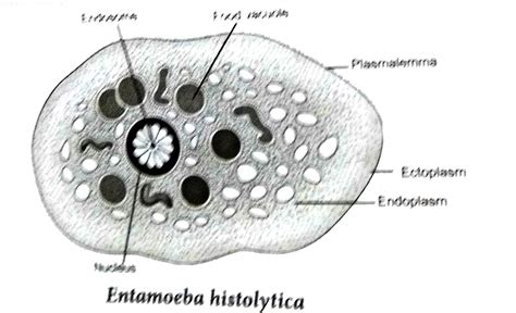 [Tamil Solution] Draw and label the parts of Entamoeba histolytic - sketch of entamoeba histolytica