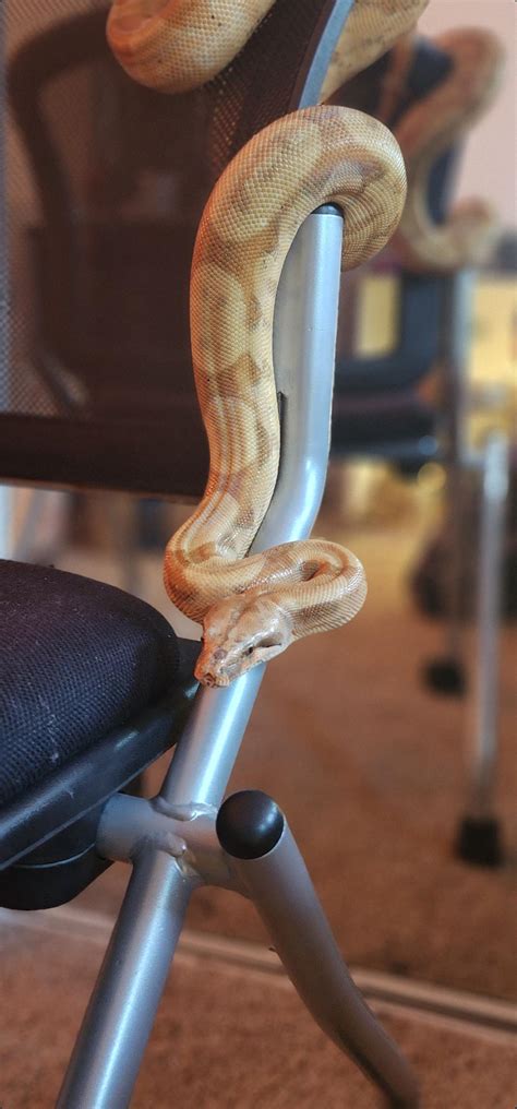 hi! is this a nose rub? is there anything i can do? more info in ...