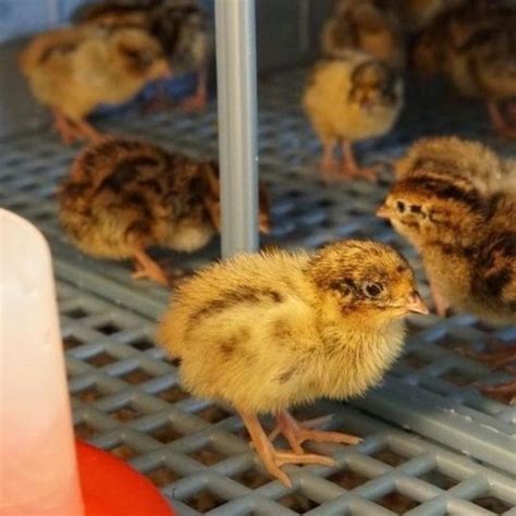Image result for How to Brooder Quail Chicks