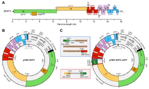 Viruses | Special Issue : Emerging RNA Viruses
