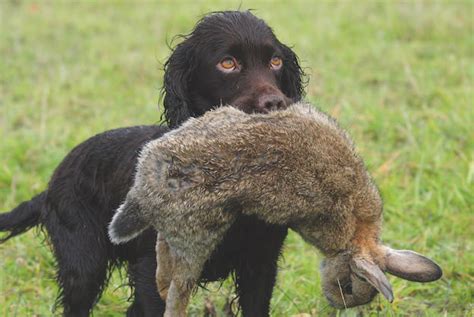 Image result for Working Cockapoo Gun Dog