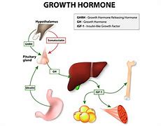 Image result for growth hormone