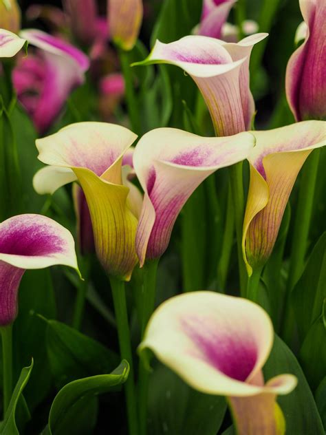 Everything You Need to Know About Planting Calla Lilies: A Step-By-Step ...