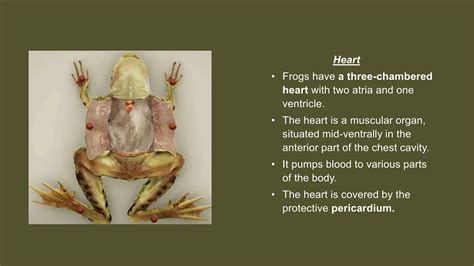 Frog Dissection Biology by Me 的图像结果