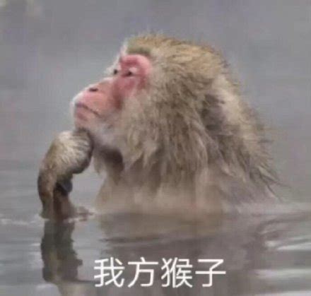 这只QQ表情的猴子叫什么，谁能解答-这猴子QQ表情谁知道叫什么名字啊？_补肾参考网
