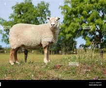 Image result for Baby Farm Animals Sheep