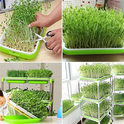Buy Microgreens Growing Trays Sprouter Tray - Durable, BPA-Free & Easy ...