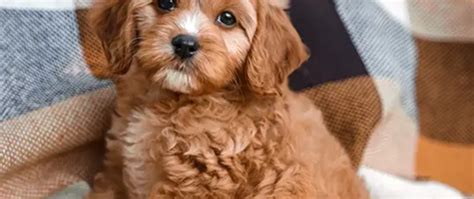 Image result for Cockapoo as Pets