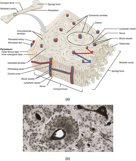 OpenStax AnatPhys fig.6.12 - Diagram of Compact Bone - English labels ...