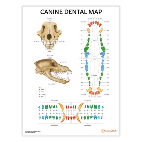 Canine Dental Map Chart/Poster – AnatomyStuff