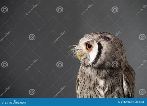 Northern White-faced Owl Ptilopsis Leucotis Studio Portrait Stock Image ...
