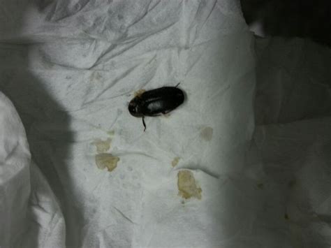 家里出现这种硬壳黑色小虫，请问是什么？_百度知道