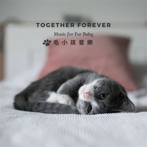 ‎Apple Music 上睡眠寵物音樂的专辑《睡眠钢琴白噪音 宠物音乐.猫咪狗狗乖乖睡》