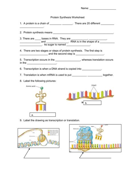 Image result for Protein Synthesis Diagram Worksheet