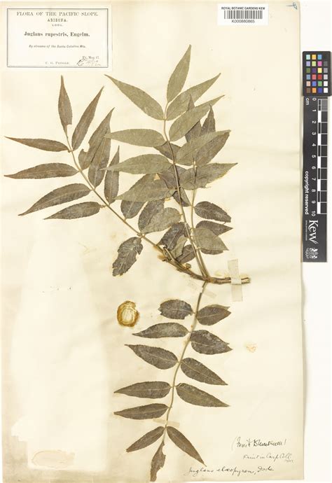 Juglans major (Torr.) A.Heller | Plants of the World Online | Kew Science