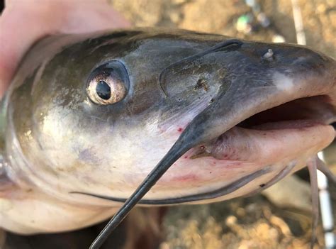 Catfish Using Garmin 4 Fishfinder 的图像结果