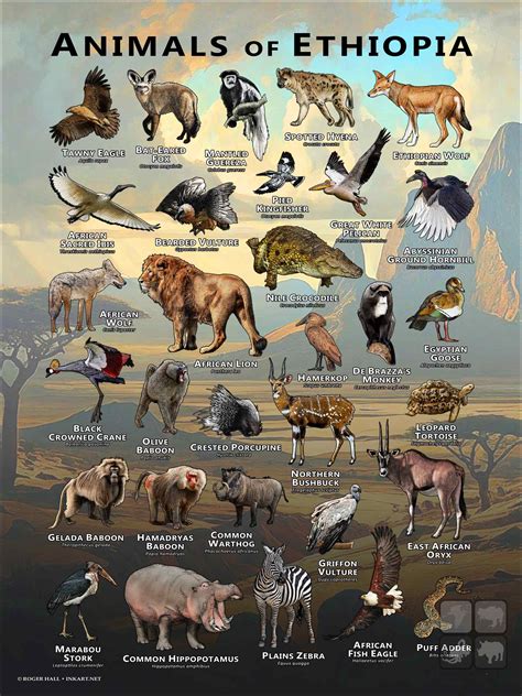 Animals of Ethiopia Poster Print