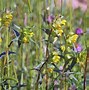 Image result for Pink and Yellow Rattle Baby Bunny
