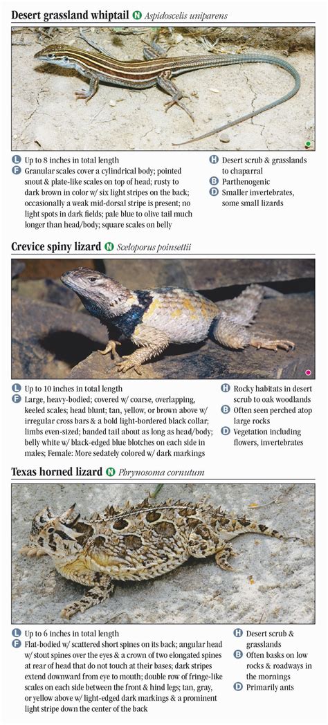 Image result for Lizard CPR