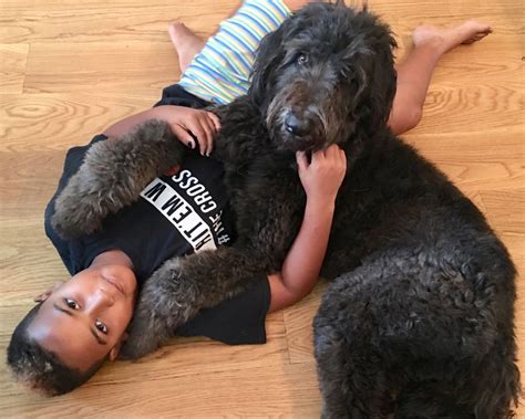 Great Dane Poodle Mix TimberHills Puppies