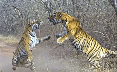 Viral Video Of Two Tiger Fight In Forest - जंगल में दो खूंखार बाघों की ...