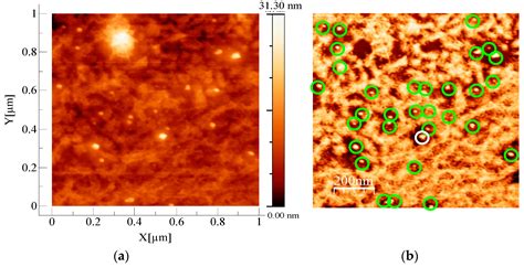 Silver Nanoparticles on Cellulose Surfaces: Quantitative Measurements