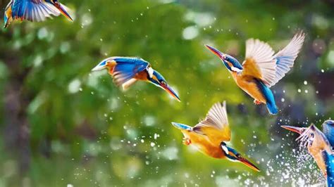 Uttarakhand is a birding haven; here’s what to expect, Uttaranchal ...