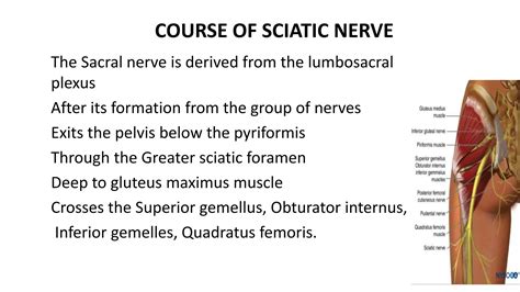 ANATOMY OF SCIATIC NERVE AND FOOT DROP | PPTX