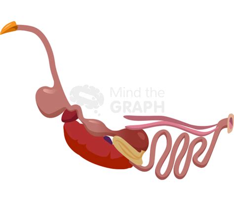 Image result for Chicken Digestive System