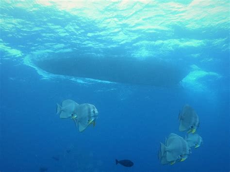 THODDOO DIVING CENTER (2025) All You Need to Know BEFORE You Go (with ...