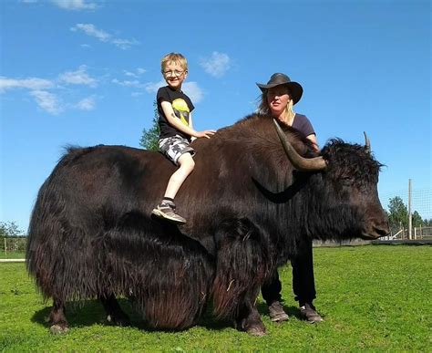 10 BEST Places to Visit in Vasterbotten County - UPDATED 2021 (with ...