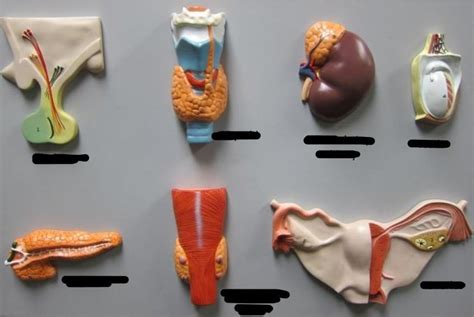 Endocrine System Glands Labeled Diagram | Quizlet