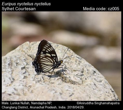 Euripus nyctelius (Doubleday, 1845) - Courtesan | Butterfly