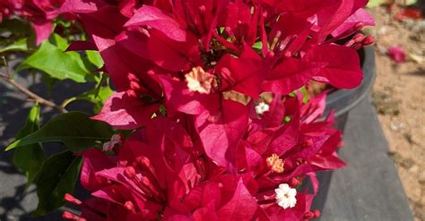 Bougainvillea Ruby Red - Purchase Online Now