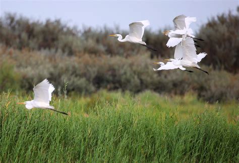 候鸟迁徙看新疆丨新疆博斯腾湖：芦苇湿地 群鸟自由栖息-天山网 - 新疆新闻门户