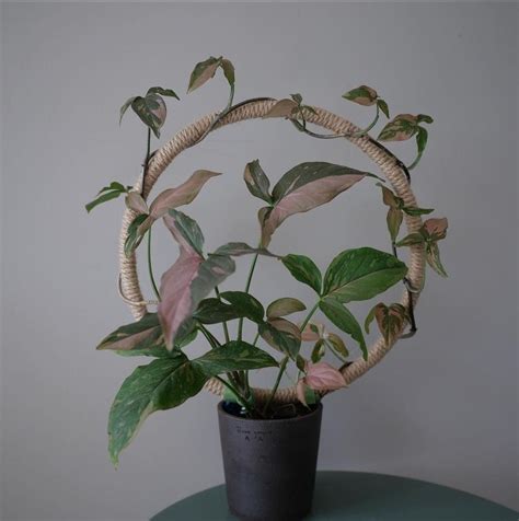 Growing Jasmine Indoors