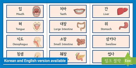소화기관 단어 카드 The Digestive System Word Cards