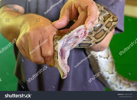 Python Snake Fangs Stock Photo 1296231670 | Shutterstock
