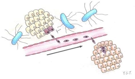 Downregulations of AKT/mTOR Signaling Pathway for Salmonella-Mediated ...