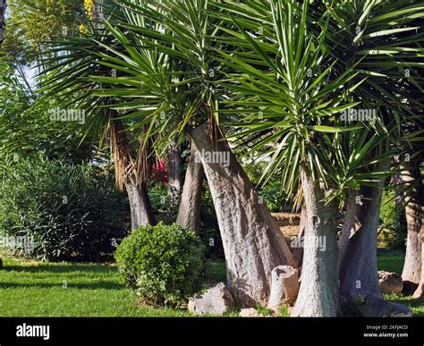 Elephants foot yucca elephantipes hi-res stock photography and images ...