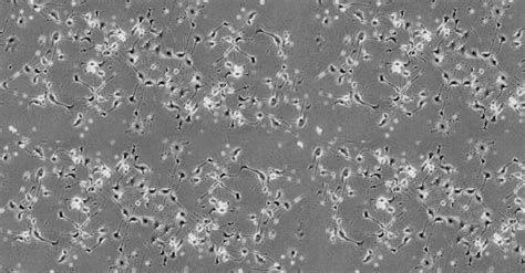 Transwell Guidelines for Use