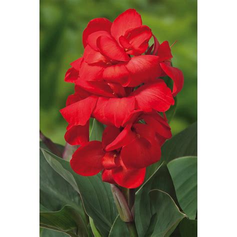 Canna Bulb CannaSol Happy Carmen Canna Lily 3/5 Eye | SiteOne US