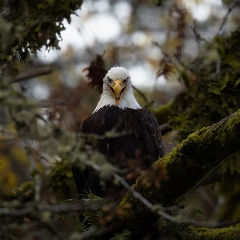 Download wallpaper 1280x1280 eagle, predator, bird, tree, nature ipad ...