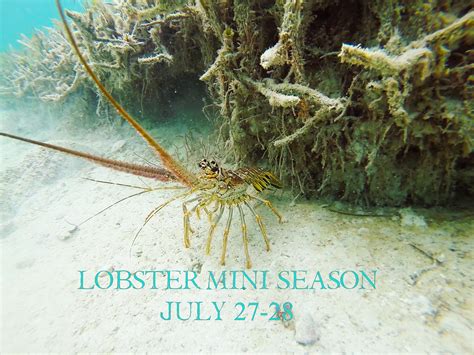 Lobster Mini Season!