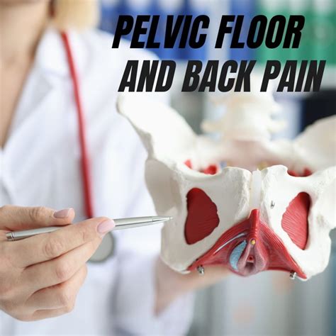 The Pelvic Floor - Core - Back Pain Connection: How Imbalances in One ...