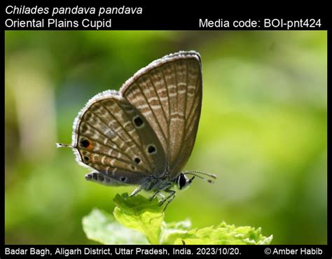 Chilades pandava pandava | Butterfly