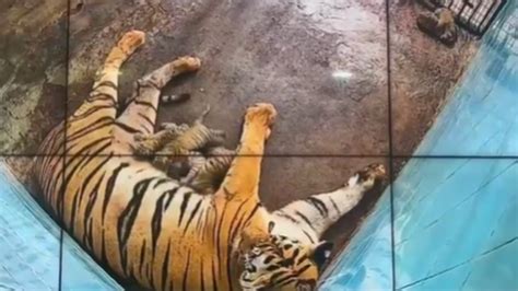 Delhi: 2 of 6 tiger cubs born last week in zoo die; 4 under close watch